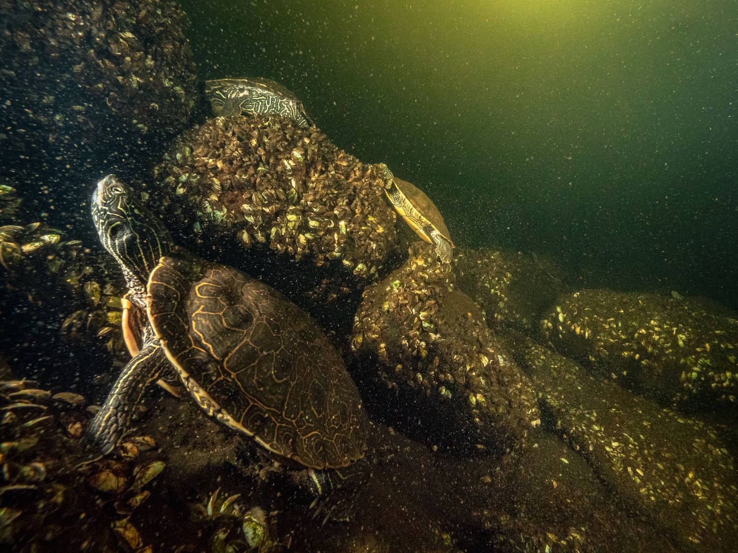 Underwater view of turtles clustered on a mussel-covered rock in murky green lake water.