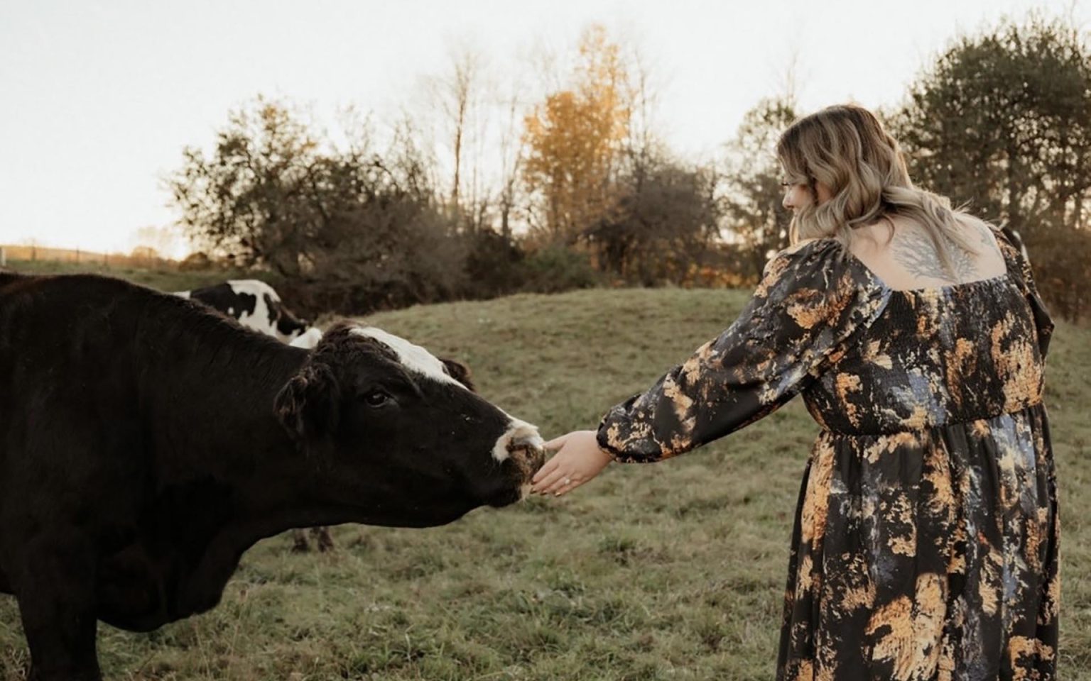 A person feeds a black cow by hand in a green pasture on an overcast autumn day.