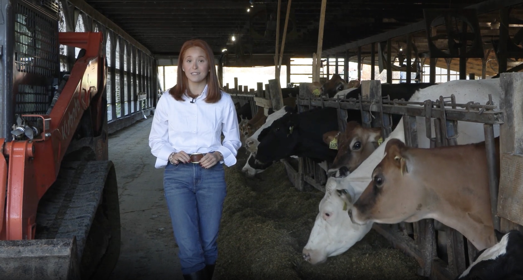 Person walking through a dim barn aisle past cows feeding in stalls beside farm equipment.