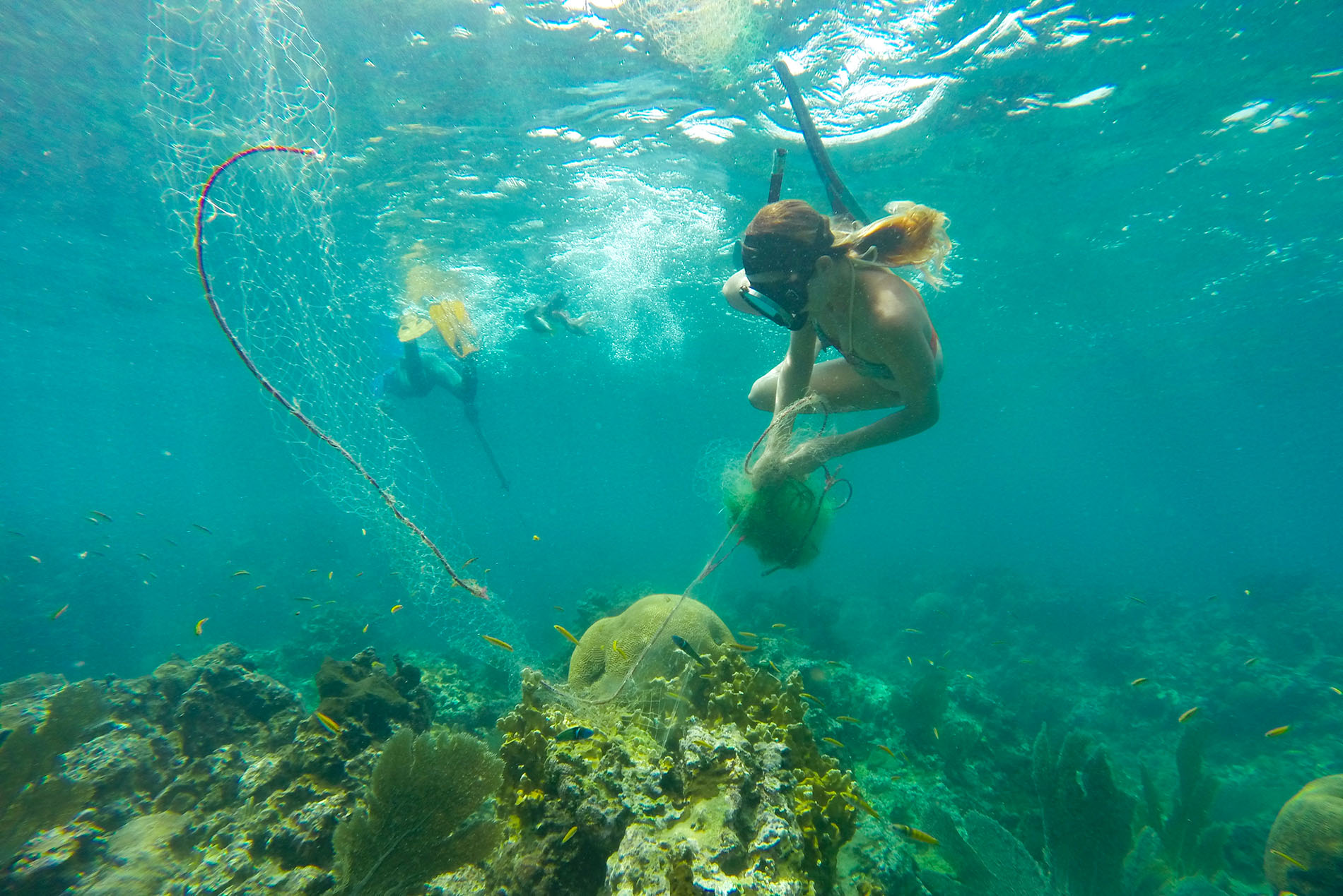A snorkeler works with a fishing net above a coral reef in clear turquoise Caribbean water, with tropical fish and a second diver in the background.
