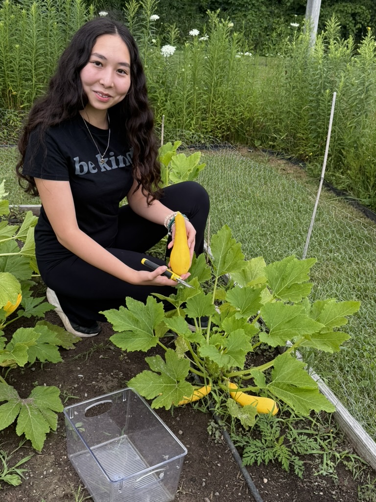 Person harvesting yellow squash in a garden bed, holding pruning shears beside a squash plant with harvested squash visible.