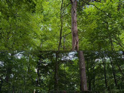 Students Bring Faculty-Led Pavilion to Life at Bernheim Forest