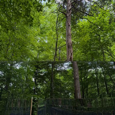 A row of mirrored panels reflects the surrounding forest canopy and a tall, straight tree trunk, blurring the line between the real trees above and their reflection below.
