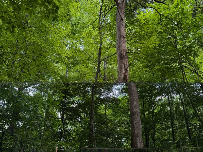 A row of mirrored panels reflects the surrounding forest canopy and a tall, straight tree trunk, blurring the line between the real trees above and their reflection below.