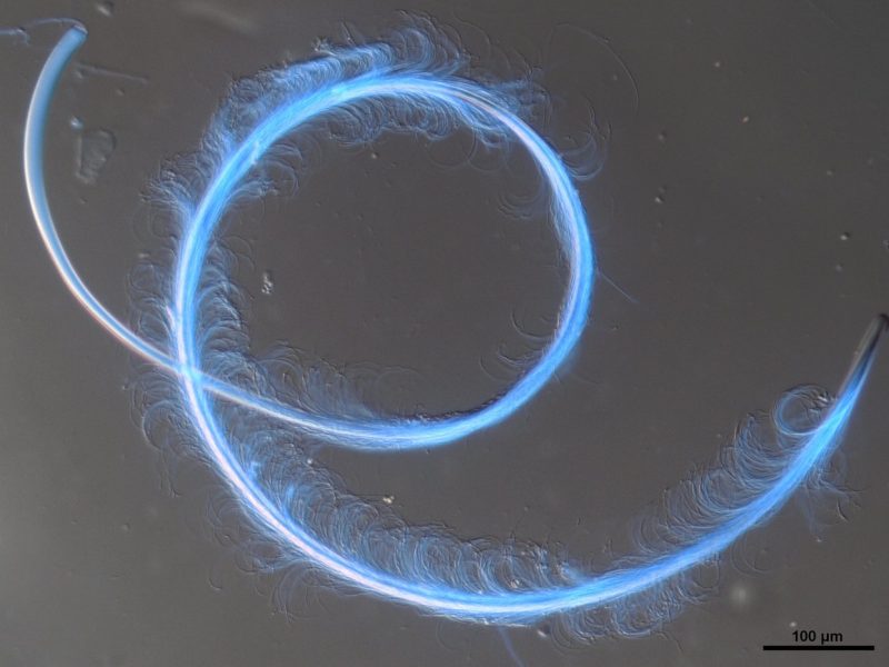 A Cooperative Approach to Reproductive Success