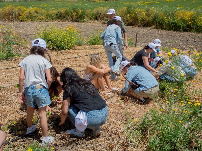 Students in white caps crouch in a sunlit field dotted with yellow wildflowers, working among dry grasses