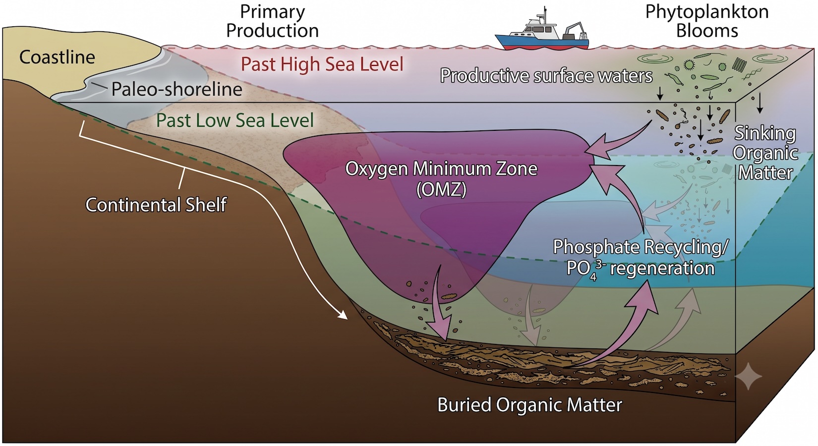Diagram of a coastal ocean ecosystem showing phytoplankton blooms, sinking organic matter, phosphate recycling, and an oxygen minimum zone affected by changing sea levels.