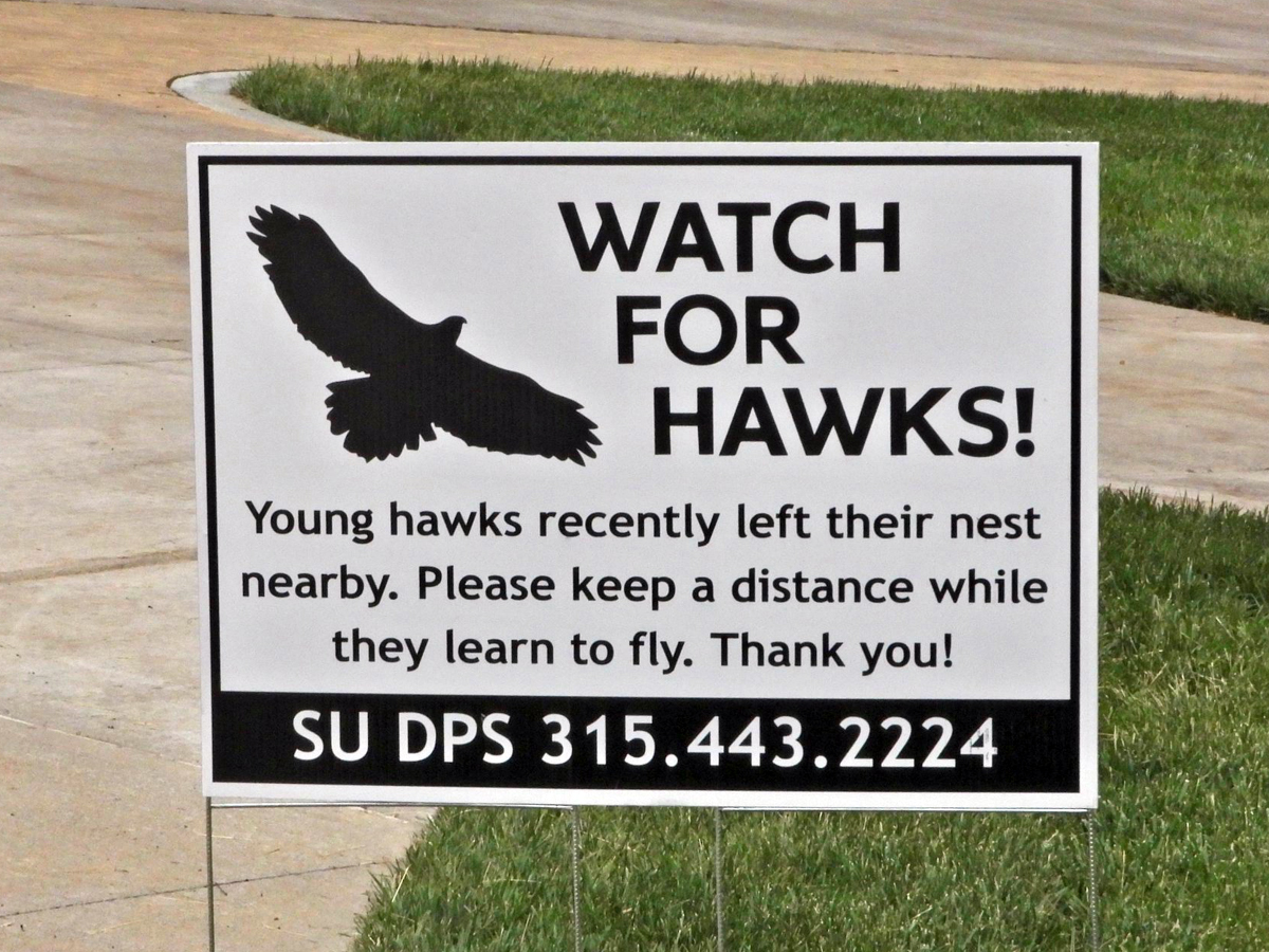 A campus sign reading "Watch for Hawks!" warning that young hawks recently left their nest.
