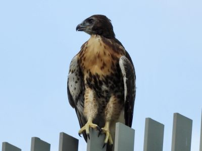 Stay Aware of Juvenile Hawk Activity on Campus