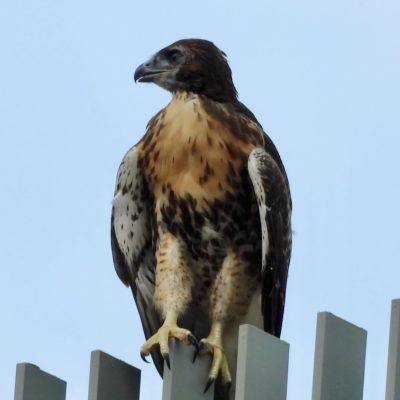 A red-tailed hawk perched on a fence, looking left against a clear blue sky.