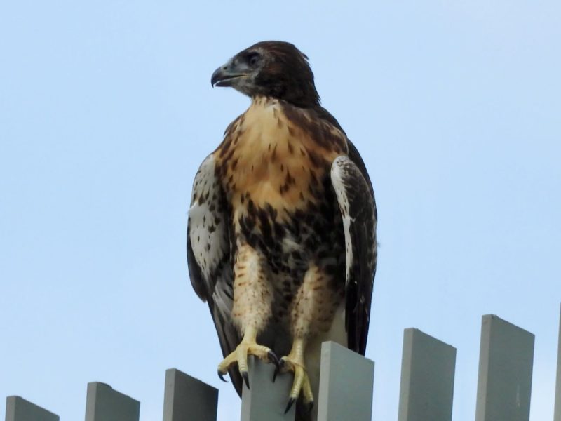 A red-tailed hawk perched on a fence, looking left against a clear blue sky.