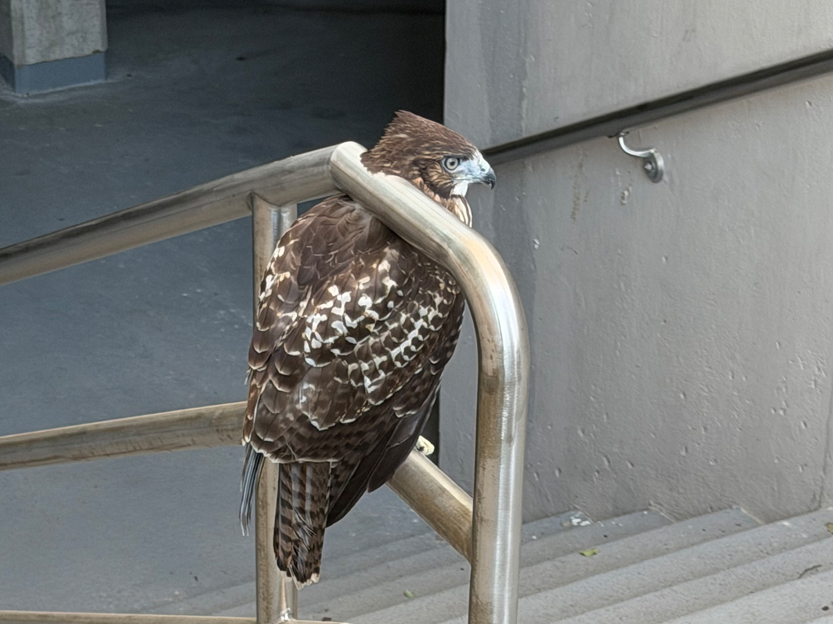 A young hawk perched on a metal railing outside of the JMA Wireless Dome.