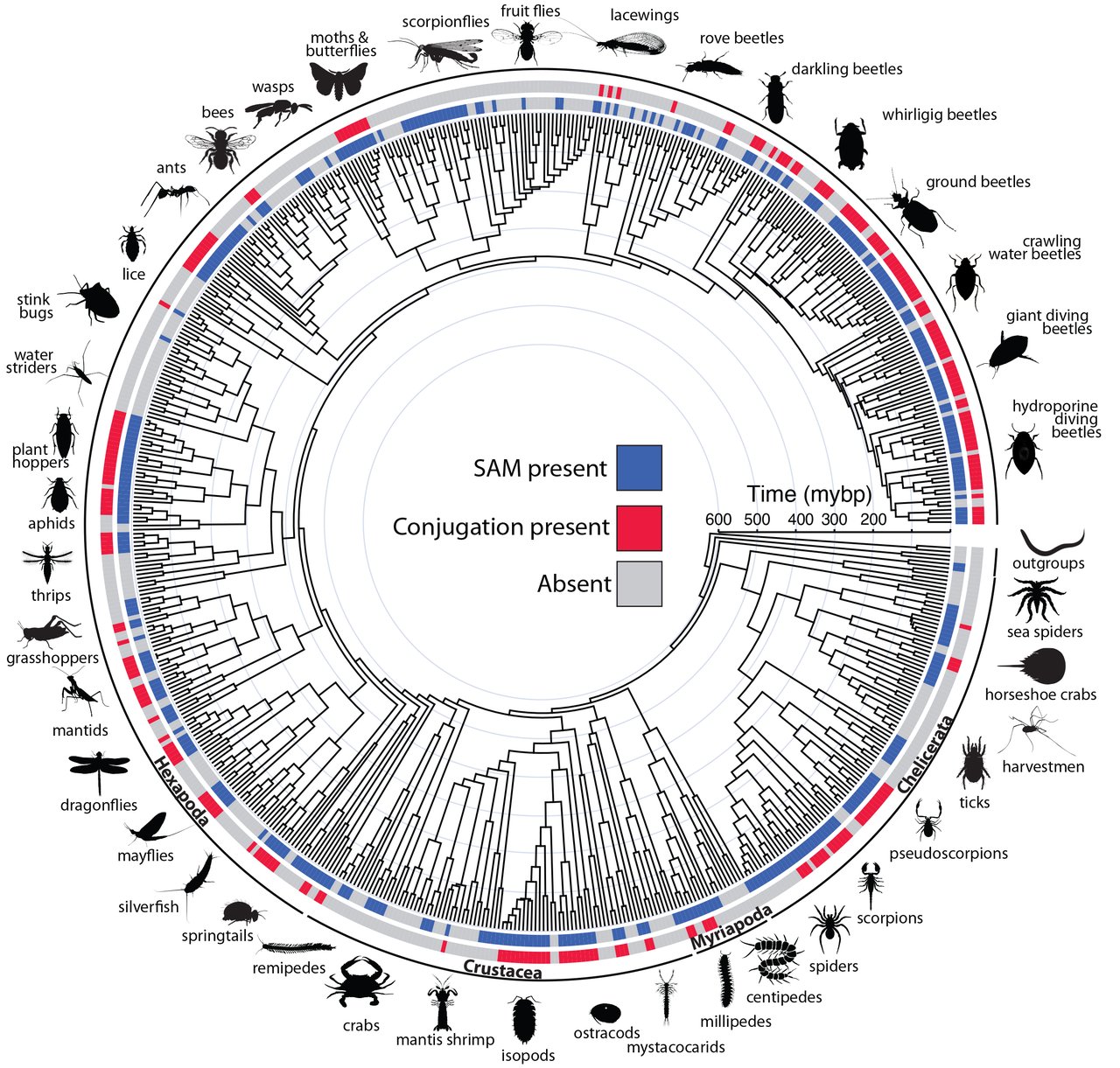 Circular phylogenetic tree of arthropods showing the distribution of SAM and conjugation traits across major groups, including insects, crustaceans, myriapods, and chelicerates.