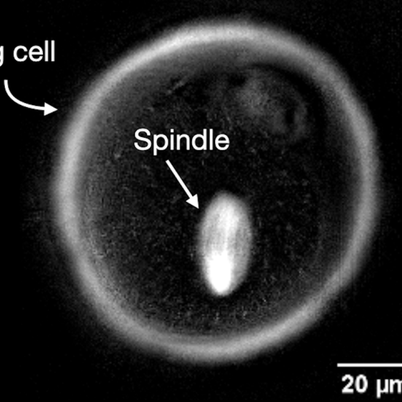 How Physics Could Improve IVF Success