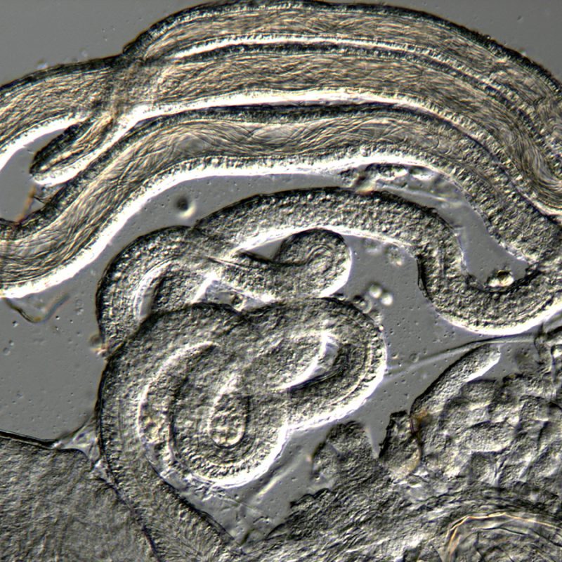 Uncovering Hidden Interactions That Shape Fertility