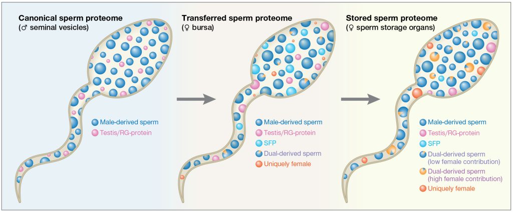 Three-panel diagram showing sperm proteome composition shifting from male seminal vesicles, to female bursa, to female sperm storage organs, with colored dots marking male-derived, female-derived, dual-derived, and testis/seminal fluid proteins increasing in diversity across stages.
