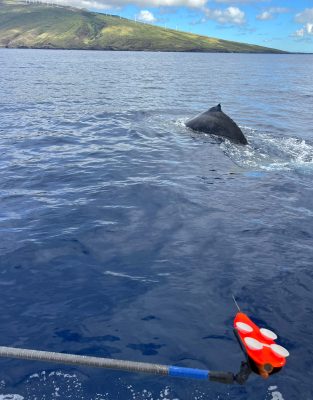 A humpback whale's dorsal fin and back break the ocean surface ahead of a boat, with an orange suction-cup tag mounted on a long pole in the foreground, ready for tagging, and a green coastal hillside with wind turbines in the background.