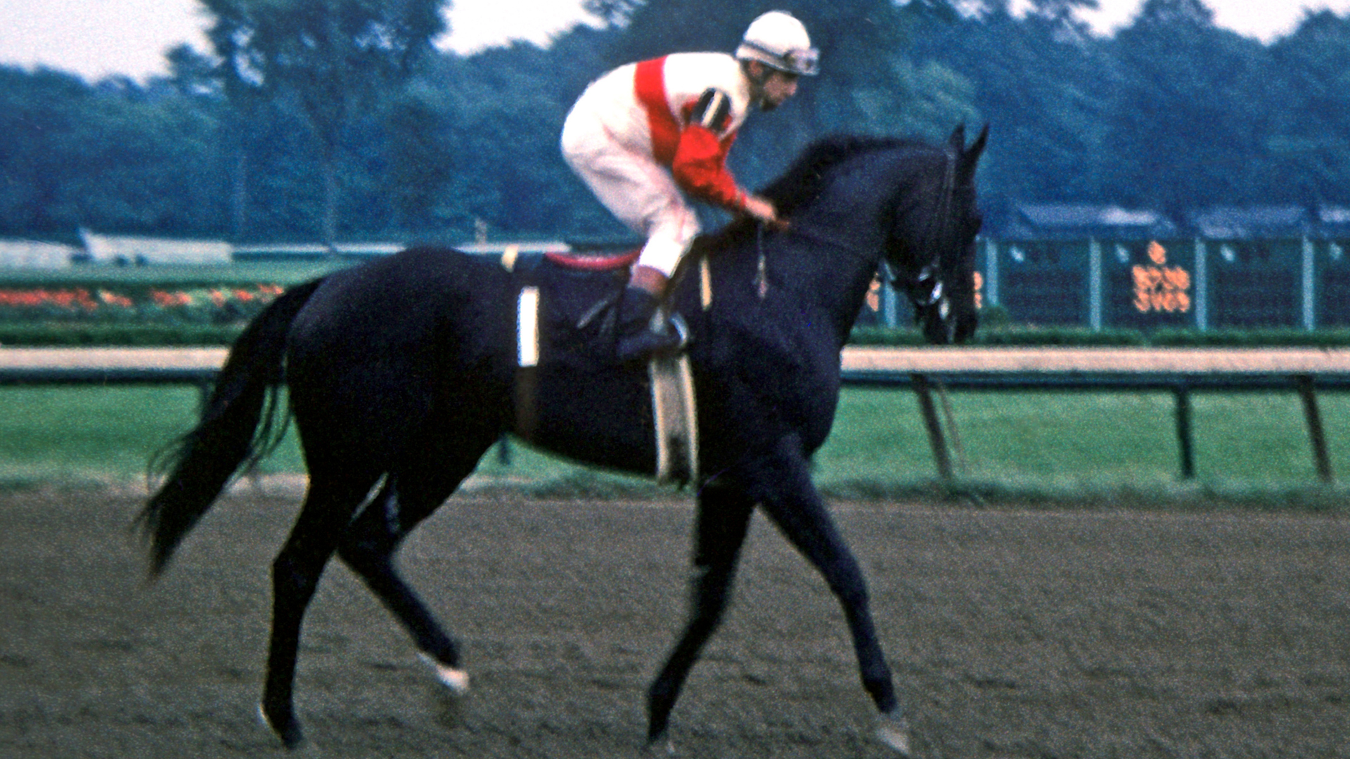 Jockey walks the filly Ruffian, a black Thoroughbred, on the track.