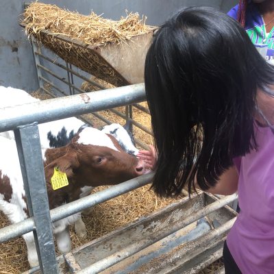 Woman reaches through a metal gate to pet a brown-and-white calf with a yellow ear tag.
