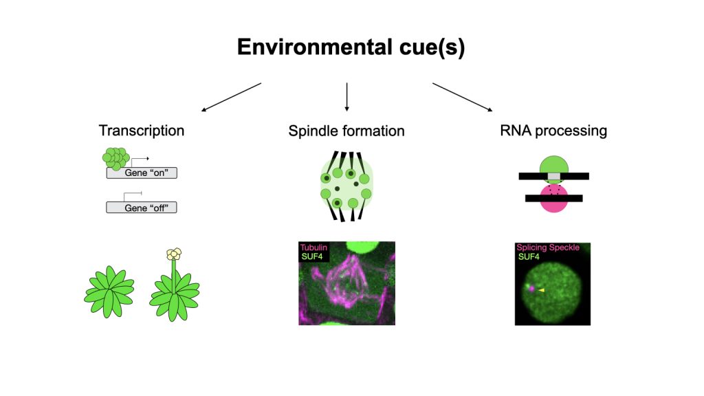 Environmental cues influence transcription, spindle formation, and RNA processing, shown with schematics and SUF4 microscopy images.