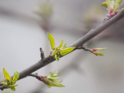 Studying How How Plants Remember