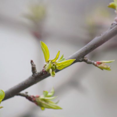 A bare gray-brown branch crosses the frame diagonally, with clusters of bright yellow-green leaves and reddish buds just beginning to unfurl against a soft, blurred gray background.