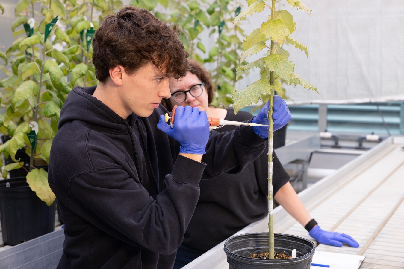 A researcher in gloves uses a pipette on a potted poplar stem in a greenhouse.