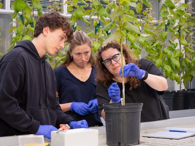 A&S Scientist Seeks To Build a Better Tree With Biotechnology